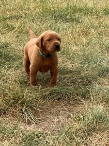 Teal Collar